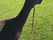 アルパカ餌やり