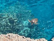 サウスポイントで泳ぐホヌ(亀さん)