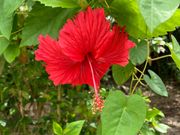 南国を思わせる鮮やかな花