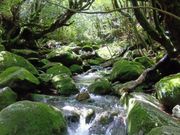 太鼓岩往復途中の沢