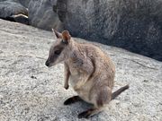 ロックワラビー