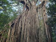 カーテンツリー