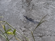 野生カモノハシ