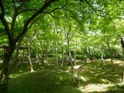 勿論お庭も輝く青もみじ