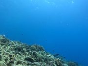 透き通った海で可愛い魚見れました