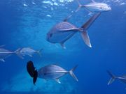 2 ダイブしたかった💧