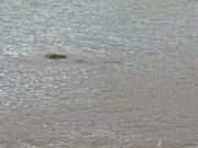 バランスロック横のホヌ