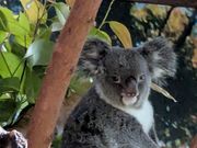 写真だけでは動いていないですが、実際はゆっくり歩いたりして、とてもかわいいです