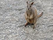 ロックワラビー