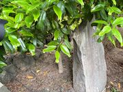 金魚の形の葉っぱ