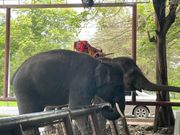 象に乗れて嬉しかった！