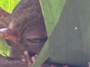 夜行性のミーシャは、昼は眠そうにしています。