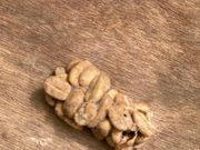 ジャコウネココーヒー（糞の状態）