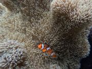 テトラポット付近の珊瑚からクマノミちゃんが顔を出しいました。