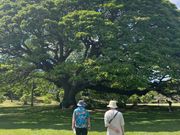 日立の木の前にて