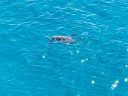 海亀がいっぱい