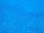 岩と同化するウミガメ