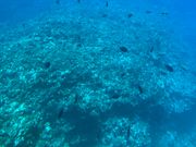 海底の魚達を見る事が出来た