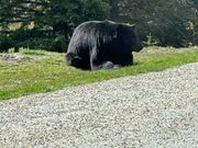 本日2回目のブラックベアーに遭遇