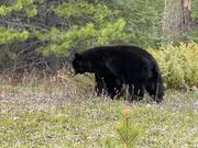 ブラックベアーに遭遇(車窓から)