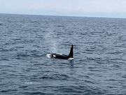 潮を吹くシャチ