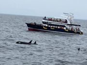 船の側で泳ぐシャチ