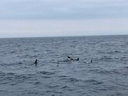 口を開けるシャチ