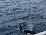 船の側で潮を吹くシャチ