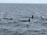 群れで泳ぐシャチ