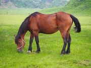 草千里で放牧されている馬