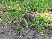 スタート地点では沢山のリスがお出迎え