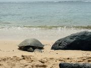 運良くウミガメを見られました