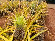 ドールプランテーション