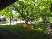 雷山千如寺大悲王院の大楓は凛として美しい