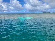 ハート型のリーフ