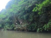 初のマングローブ！