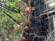 沙羅双樹の花と実