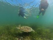 シュノーケリングでウミガメ発見