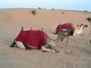 ラクダ乗り体験