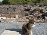 猫と遺跡