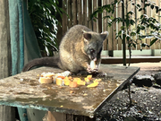 ポッサムがBBQ会場まで来てくれます！
