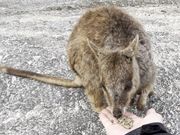 ロックワラビーの餌やり体験