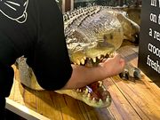 同じ施設内のワニの置物(フォトスポット)で撮りました