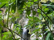 クオンシーフォール