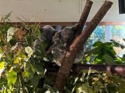 すやすや寝ているコアラ