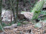 西部林道にて。サルもいました。