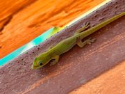 昼行性のヤモリ