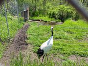 鶴大きい！