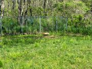 鶴のところでキタキツネ出現！あまりないとのこと！