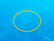 慶良間の海で出会ったウミガメが、深い青の中を静かに潜っていく姿が印象的でした。